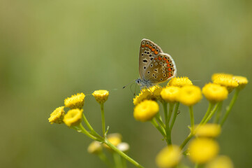 Brown argus butterfly in a tansy flower or bitter buttons plant. Grey small butterfly with orange and black spots, and blue body on a yellow plant. Green background.