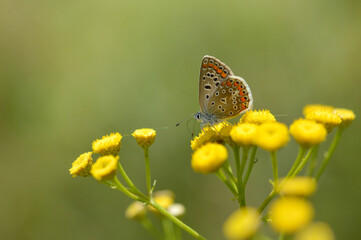 Fototapeta na wymiar Brown argus butterfly in a tansy flower or bitter buttons plant. Grey small butterfly with orange and black spots, and blue body on a yellow plant. Green background.