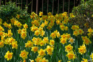 Fototapeta premium 満開の水仙が咲く公園
