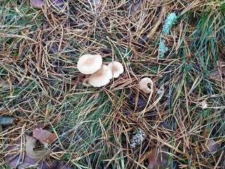 mushrooms in the forest