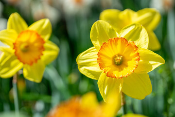 満開の水仙が咲く公園