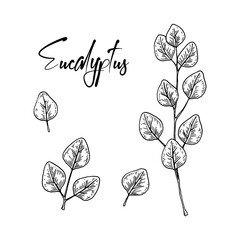 Set of hand drawn eucalyptus branches with leaves isolated on white background. Vector illustration in sketch style © Kseniia