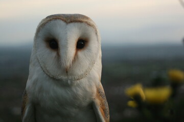 Barn owl