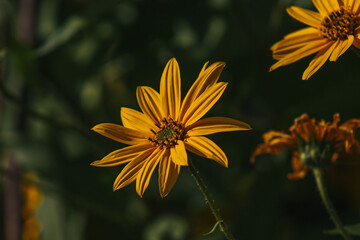 Yellow flower in a green font of leaves