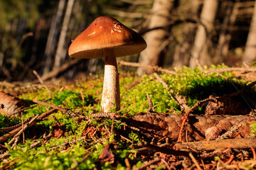 Pilz im Herbstlicht