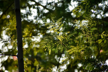 Prosopis cineraria, also known as ‘Ghaf, is a species of flowering tree in the pea family, Fabaceae. It is native to arid portions of Western Asia and the Indian Subcontinent,