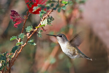 Fototapeta premium Female Black-chinned Hummingbird, Archilochus alexandri, hovering