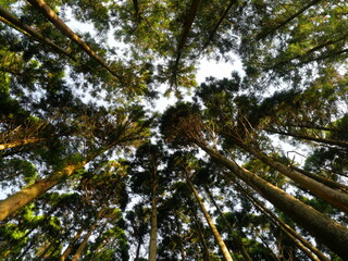 針葉樹林（静岡県富士宮市・田貫湖湖畔）