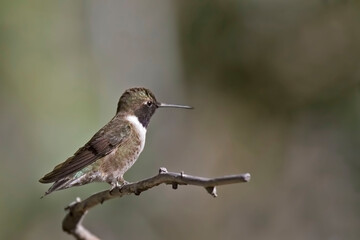 Male Black-chinned Hummingbird, Archilochus alexandri, on perch