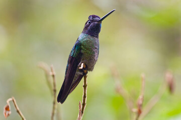 Fototapeta na wymiar Magnificent or Rivoli's Hummingbird, Eugenes fulgens, on perch