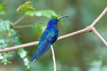 Violet Saberwing, Campylopterus hemileucurus, perched