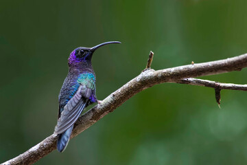 Violet Saberwing, Campylopterus hemileucurus, on perch
