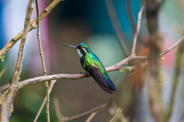 White-throated Mountaingem, Lampornis castaneoventris, perched