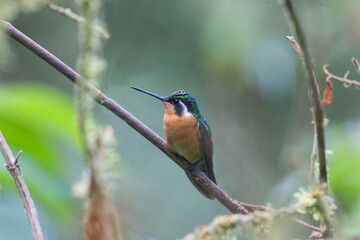 White-throated Mountaingem, Lampornis castaneoventris, on perch