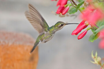 Fototapeta na wymiar Anna's Hummingbird, Calypte anna, hovering at flower