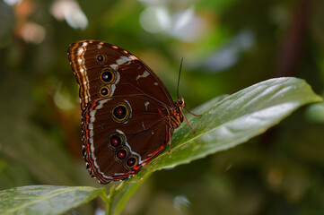 Morpho peleides tropical butterfly on a green leaf, macro close up,the underside of the butterfly is brown with colorful marks.
