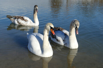 Three white swans at a lake