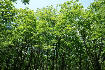 明るい林（日光市・光徳園地）