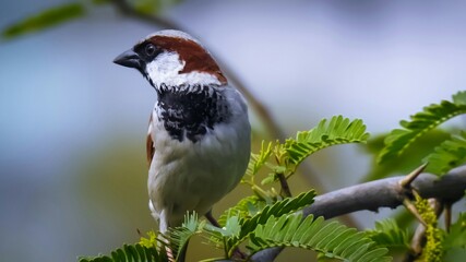 House sparrow bird on tree branch with nature background