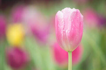 pink tulip in the garden