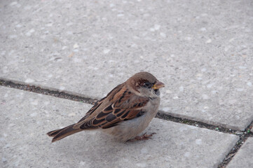 Little gray sparrow jumps on the gray stone pavement