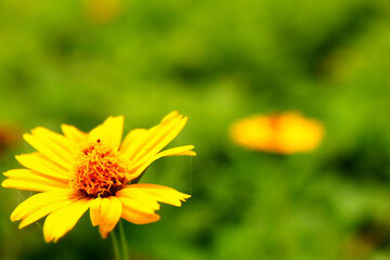 background, beautiful, beauty, bloom, blossom, bright, camomile, care, chamomile, chamomile field, chamomile flowers, chamomile flowers field, closeup, colorful, daisy, daylight, field, floral, flower