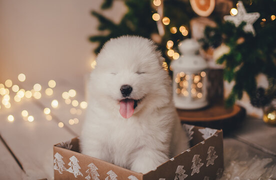 White samoyed puppy in a box for gifts under a new year tree in a photo studio