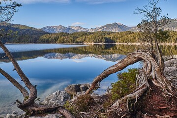 Fototapeta na wymiar Gnarled tree in front of a reflectin mountain lake during sunset.