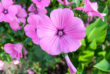 Annual Rose mallows or  Lavatera trimestris growing in summer garden, , selective focus