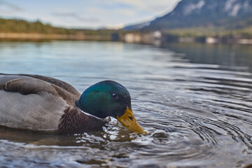 Close up of a duck swimming in a mountain lake in Bavaria.