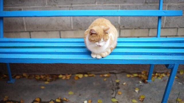 Ginger white fuffy cat resting on the blue wooden bench.