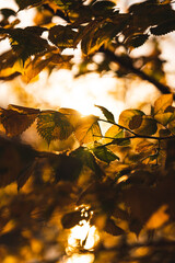 Blätter in der Abendsonne mit Gegenlicht