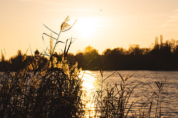 Ruhiges Seeufer mit Sonnenuntergang und Gras am Heiligen See - 395032077