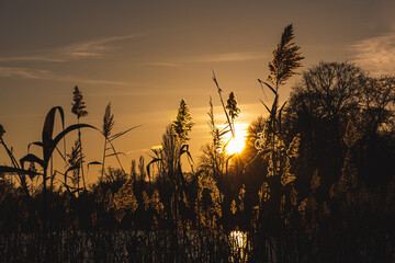 Ruhiges Seeufer mit Sonnenuntergang und Gras am Heiligen See - 395032257
