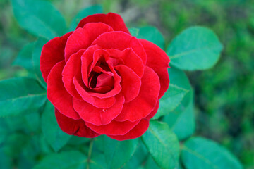 Red rose on public garden
