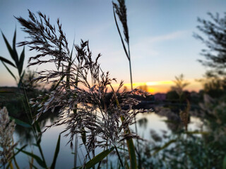 Reeds on sunset