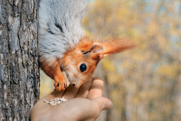 squirrel on the tree eating seeds from the hand