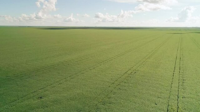 Agribusiness - Beautiful aerial image soybean plantation, drone over soybean lines, soybean plantation with sunlight in the background - Agriculture