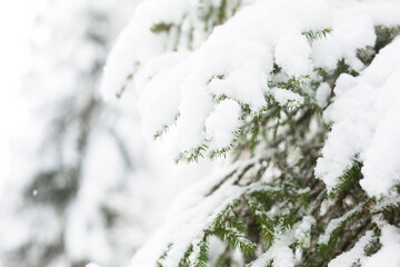 Snow-covered trees in the forest after a snowfall. Spruce and pine trees in white, natural background