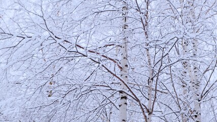 Birch forest with covered snow branches in sunlight