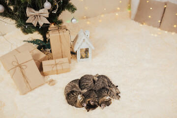 Sweet sleepy kittens sleeping on the fluffy plaid near gift boxes and Christmas tree.