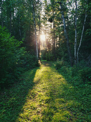Fototapeta premium View of the sun setting on the Child's Lake hiking trail at Duck Mountain Provincial Park, Manitoba, Canada