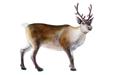 Deer on an isolated white background, watercolor illustration