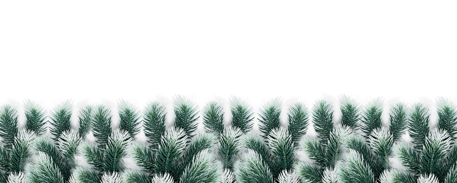 christmas decotation fir tree branches with snow on white background banner