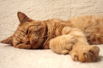 Fototapeta na wymiar Old red cat sleeping on the sofa, paws stretched out, white background, close-up