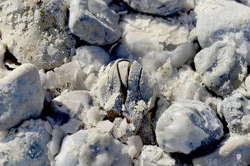 Texture of Dead Sea. Salty sea shore background. Salt accumulation on the Dead Sea shore in Jordan
