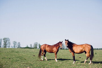 Two brown horses are grazing in field. Rural animal husbandry.