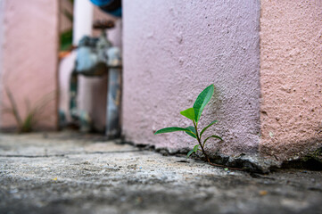 Small plant growing on a wall in a side street