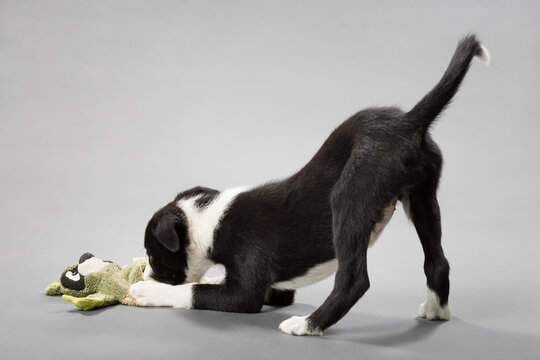 adorable border collie puppy dog playing with a green toy on a light grey seamless background in a studio - Powered by Adobe