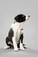 adorable border collie puppy dog sitting on a light grey seamless background in a studio looking to the side